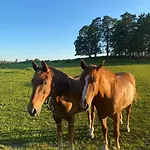 Tagavaelja Talu And Sauna On A Farm B&b, Rural Experience Casa vacanze