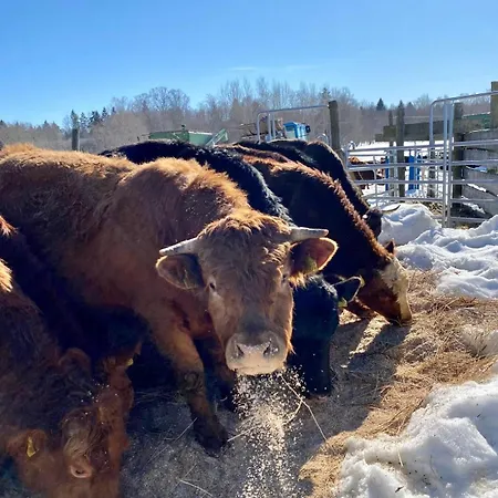 Tagavaelja Talu And Sauna On A Farm B&b, Rural Experience