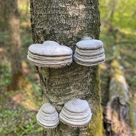 Feriehus Tagavaelja Talu And Sauna On A Farm B&b, Rural Experience *