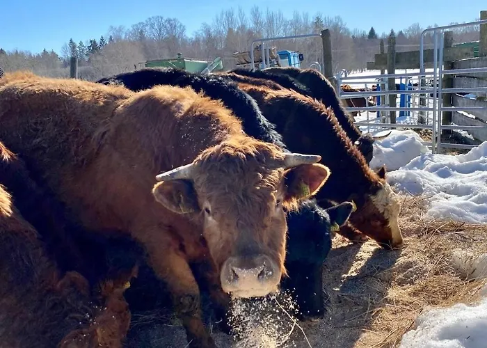 Tagavaelja Talu And Sauna On A Farm B&b, Rural Experience