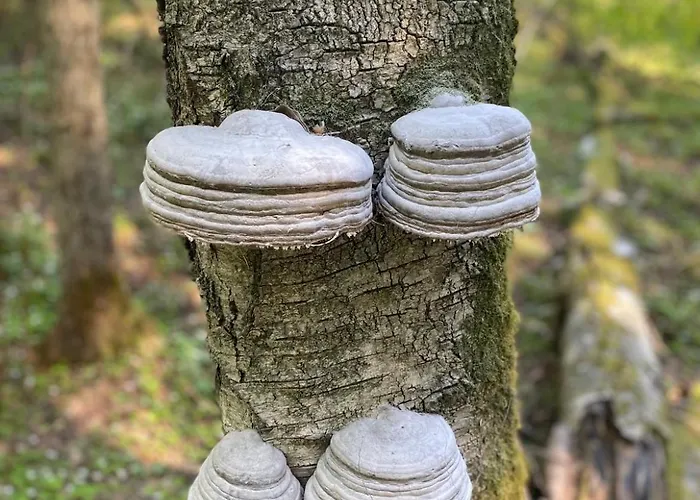 Holiday home Tagavaelja Talu And Sauna On A Farm B&b, Rural Experience *